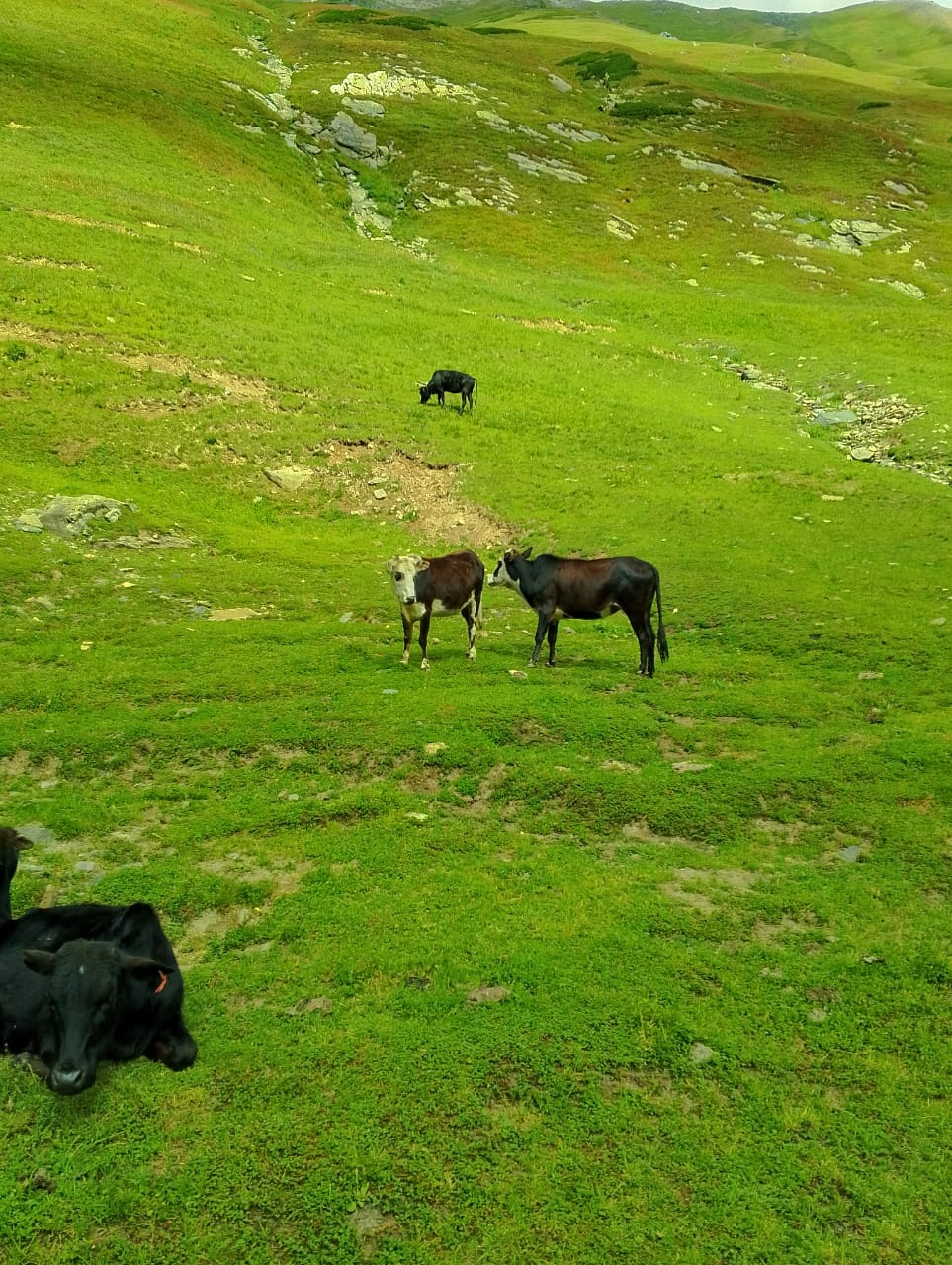 Best Kala Pani View  Astore -