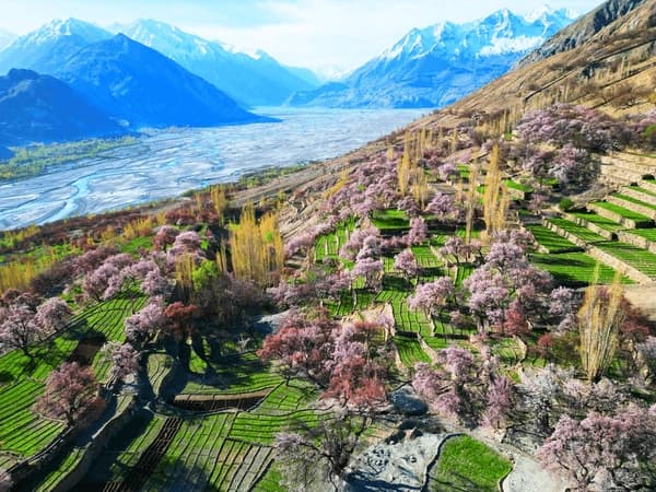 Apricot-Cherry-Blossom-Flowers-Spring - Apricot & Cherry Blossom Tour – Experience Hunza’s Spring Wonderland
Witness the breathtaking Apricot & Cherry Blossom season in Hunza, as the valley transforms into a paradise of pink and white blooms, surrounded by the majestic Karakoram Mountains.
Highlights:
 Scenic Drive on the Karakoram Highway – Enjoy panoramic views of snow-capped peaks and lush valleys
 Cherry & Apricot Blossom Views – Experience the magical bloom in Hunza, Nagar, and Skardu
 Baltit & Altit Forts – Explore Hunza’s rich history and ancient forts amid a floral backdrop
 Eagle’s Nest Sunrise & Sunset – Witness stunning golden-hour views over the flower-covered valley
Attabad Lake & Passu Cones – Admire the turquoise lake and dramatic mountain scenery
 Cultural Immersion – Interact with the warm Hunza locals and enjoy traditional organic cuisine
A dream tour for photographers, nature lovers, and culture enthusiasts, offering an unforgettable springtime escape in Northern Pakistan!