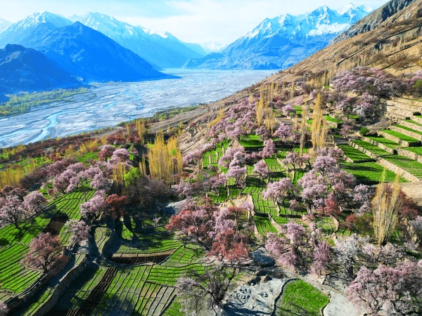 Apricot-Cherry-Blossom-Flowers-Spring - Apricot & Cherry Blossom Tour – Experience Hunza’s Spring Wonderland
Witness the breathtaking Apricot & Cherry Blossom season in Hunza, as the valley transforms into a paradise of pink and white blooms, surrounded by the majestic Karakoram Mountains.
Highlights:
 Scenic Drive on the Karakoram Highway – Enjoy panoramic views of snow-capped peaks and lush valleys
 Cherry & Apricot Blossom Views – Experience the magical bloom in Hunza, Nagar, and Skardu
 Baltit & Altit Forts – Explore Hunza’s rich history and ancient forts amid a floral backdrop
 Eagle’s Nest Sunrise & Sunset – Witness stunning golden-hour views over the flower-covered valley
Attabad Lake & Passu Cones – Admire the turquoise lake and dramatic mountain scenery
 Cultural Immersion – Interact with the warm Hunza locals and enjoy traditional organic cuisine
A dream tour for photographers, nature lovers, and culture enthusiasts, offering an unforgettable springtime escape in Northern Pakistan!