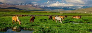 Deosai National Park Horse  -
